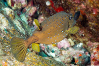 Ostracion cubicum (Yellow Boxfish)
