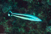 Malacanthus latovittatus (Blue Blanquillo)