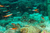 Pterocaesio tile (Bluestreak Fusilier)