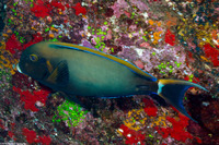 Acanthurus bariene (Roundspot Surgeonfish)
