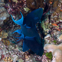 Odonus niger (Redtooth Triggerfish)