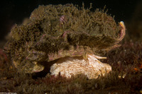 Ceratostoma foliatum (Leafy Hornmouth)