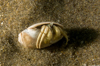 Isocheles pilosus (Moonsnail Hermit Crab)