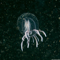 Polyorchis penicillatus (Bell Medusa)