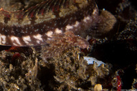 Dendronotus venustus (Branched Dendronotus)