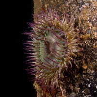 Anthopleura sola (Sunburst Anemone)