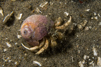 Isocheles pilosus (Moonsnail Hermit Crab)