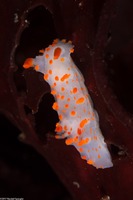 Triopha catalinae (Catalina Triopha)