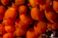 Metandrocarpa taylori (Metandrocarpa Taylori)