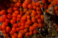 Metandrocarpa taylori (Metandrocarpa Taylori)