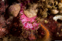 Placiphorella velata (Veiled Chiton)