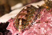 Tonicella lokii (Flame Lined Chiton)