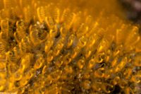 Pycnoclavella stanleyi (Pycnoclavella Stanleyi)