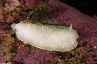 Cadlina luteomarginata (Yellow Margin Cadlina)