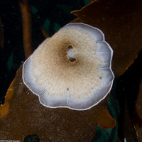 Membranipora villosa (Kelp-Encrusting Bryozoan)