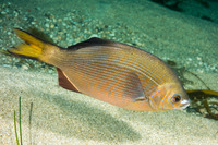 Embiotoca lateralis (Striped Seaperch)