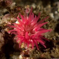 Urticina eques (White-Spotted Rose Anemone)
