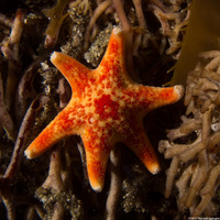 Dermasterias imbricata (Leather Star)