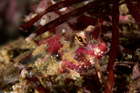 Orthonopias triacis (Snubnose Sculpin)