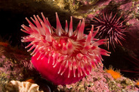 Urticina piscivora (Fish-Eating Urticina)