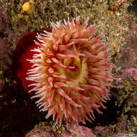 Urticina piscivora (Fish-Eating Urticina)