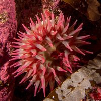 Urticina grebelnyi (Painted Urticina)