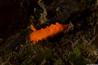 Triopha maculata (Spotted Triopha)