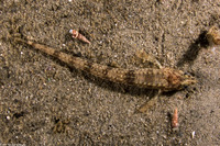 Odontopyxis trispinosa (Pygmy Poacher)