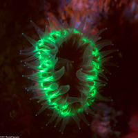 Paracyathus stearnsii (Brown Cup Coral)