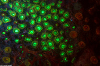 Astrangia haimei (Astrangia Haimei)