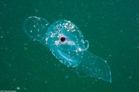 Corolla spectabilis (Sea Butterfly)