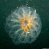 Cyclosalpa affinis (Cyclosalpa Affins)