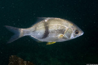 Rhacochilus vacca (Pile Perch)