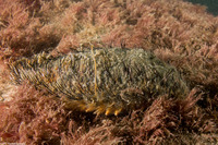 Aphrodita japonica (Sea Mouse)
