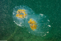 Cyclosalpa affinis (Cyclosalpa Affins)