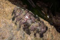 Acanthopleura granulata (West Indian Fuzzy Chiton)