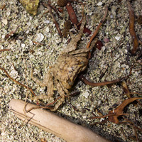 Plagusia depressa (Tidal Spray Crab)