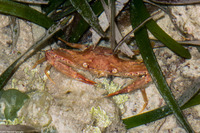Achelous sebae (Ocellate Swimming Crab)