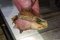 Aliger gigas (Queen Conch)