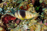 Hypoplectrus puella (Barred Hamlet)