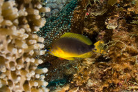 Hypoplectrus guttavarius (Shy Hamlet)