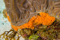 Scopalina ruetzleri (Orange Lumpy Encrusting Sponge)