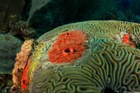 Cliothosa delitrix (Red Boring Sponge)