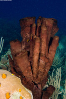 Neopetrosia rosariensis (Neopetrosia rosariensis)