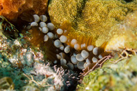 Lebrunia neglecta (Branching Anemone)