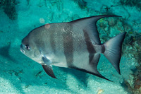 Chaetodipterus faber (Atlantic Spadefish)