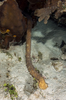 Holothuria thomasi (Tiger Tail Sea Cucumber)