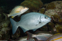 Kyphosus sectatrix (Bermuda Chub)