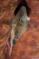 Canthigaster rostrata (Sharpnose Puffer)
