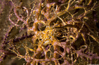 Astrophyton muricatum (Giant Basket Star)